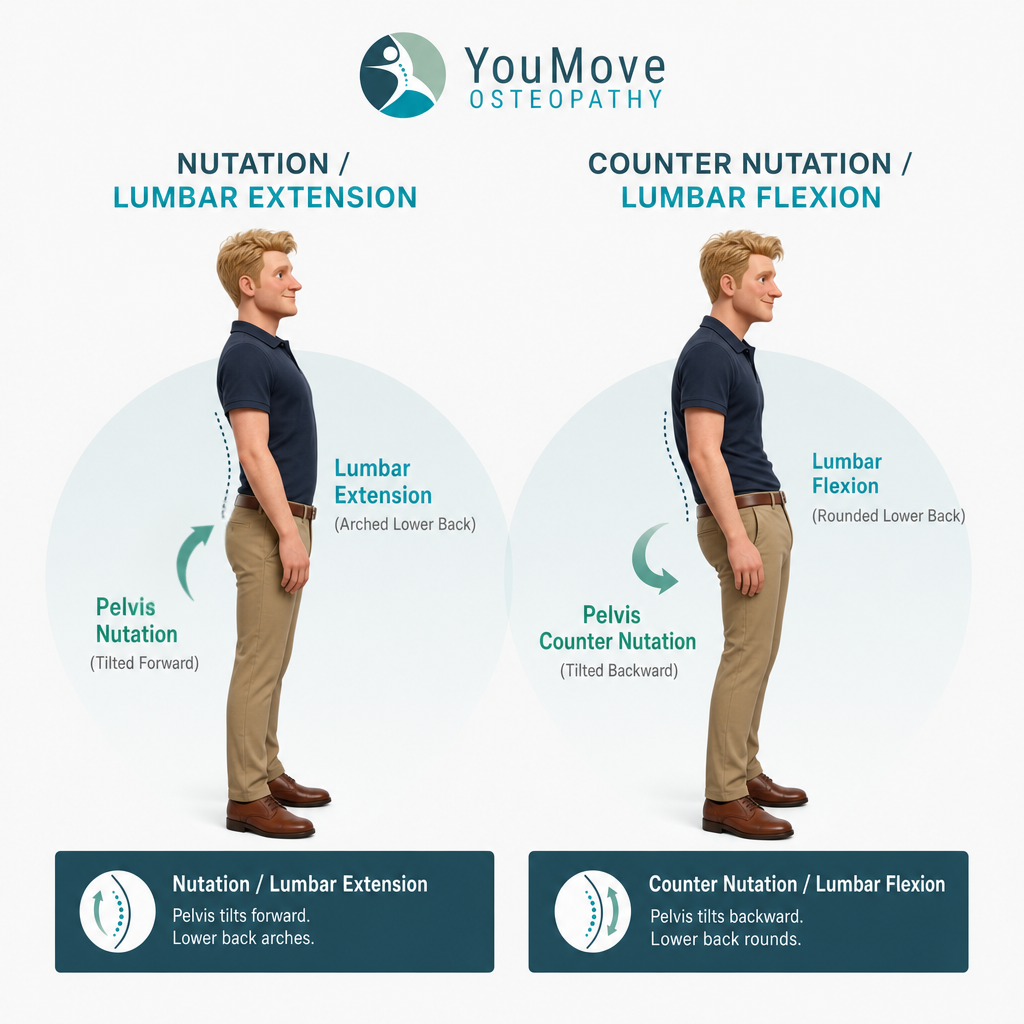 pelvis nutation and counter nutation